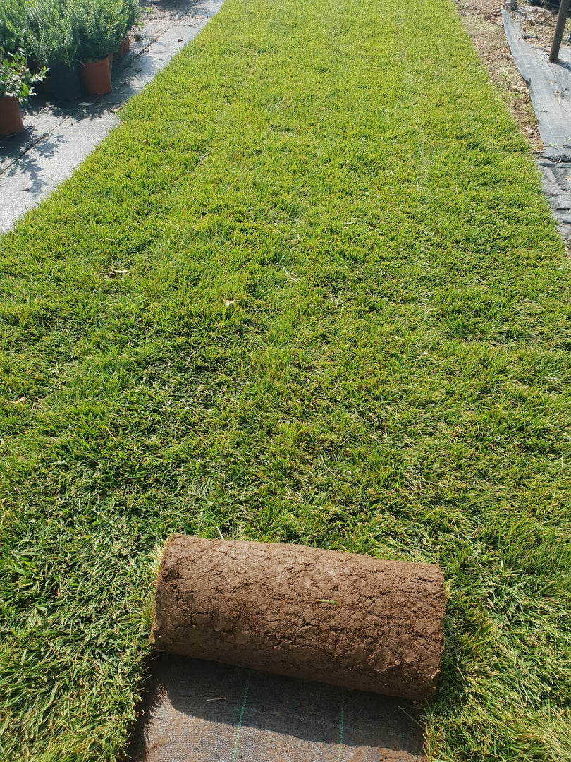 PRATO INGLESE NATURALE A ROTOLI 20 METRI QUADRI ( festuca + poa )