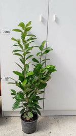 Carica immagine nel visualizzatore Galleria, PIANTA DI PRUNUS LAUROCERASUS " LAUROCERASO " V.18 ALTEZZA 60/70 CM