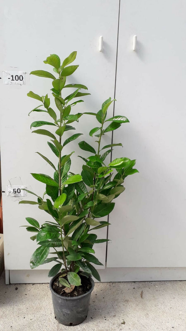 PIANTA DI PRUNUS LAUROCERASUS " LAUROCERASO " V.18 ALTEZZA 60/70 CM