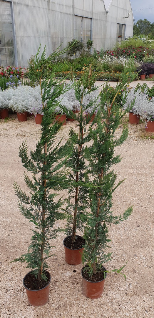 N. 2 PIANTE DI CUPRESSOCYPARIS LEYLANDII in vaso "siepe" alt. 80/100cm