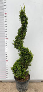 Carica immagine nel visualizzatore Galleria, PIANTA DI CUPRESSOCYPARIS LEYLANDII SPIRALE VASO CLT 18 H.110/130  (foto reali)