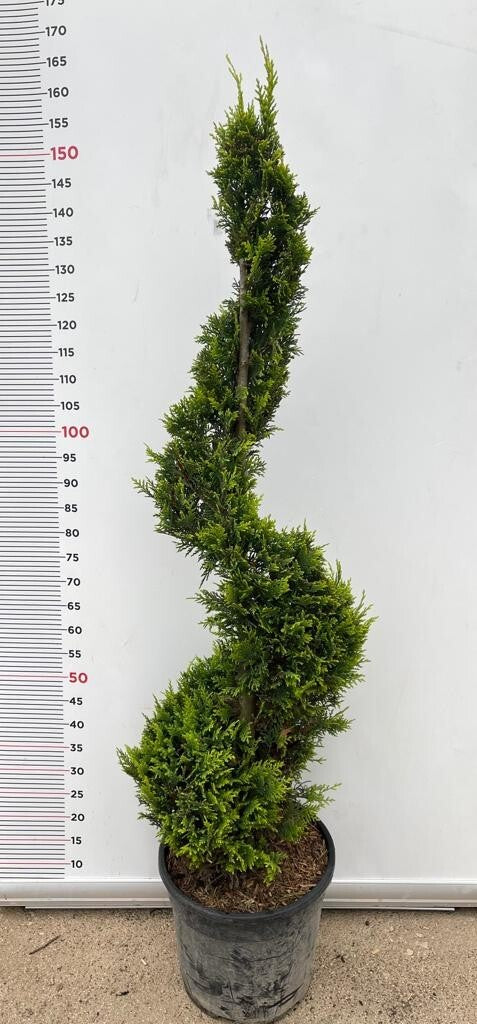 PIANTA DI CUPRESSOCYPARIS LEYLANDII SPIRALE VASO CLT 18 H.110/130  (foto reali)