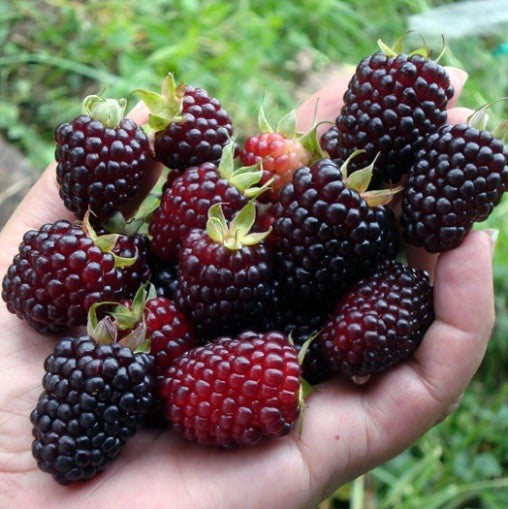 PIANTA DI MORA DEI GIARDINI in vaso 18 (foto reale)