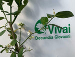 Carica immagine nel visualizzatore Galleria, PIANTA DI CEDRO DIAMANTE IN VASO 20CM ALTEZZA 120/130CM