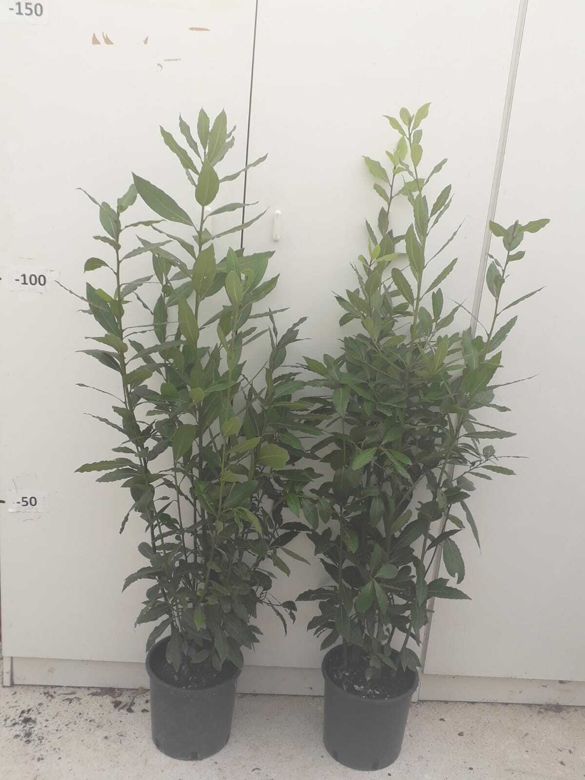 N.2 PIANTE DI ALLORO VASO 20 altezza cm 65/70 cm (foto reali)