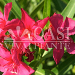 Carica immagine nel visualizzatore Galleria, PIANTA DI OLEANDRO FUCSIA J.R  VASO 18 altezza 30/40 cm