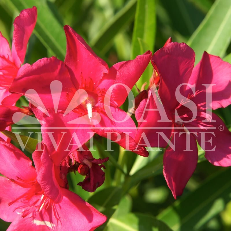 PIANTA DI OLEANDRO FUCSIA J.R  VASO 18 altezza 30/40 cm