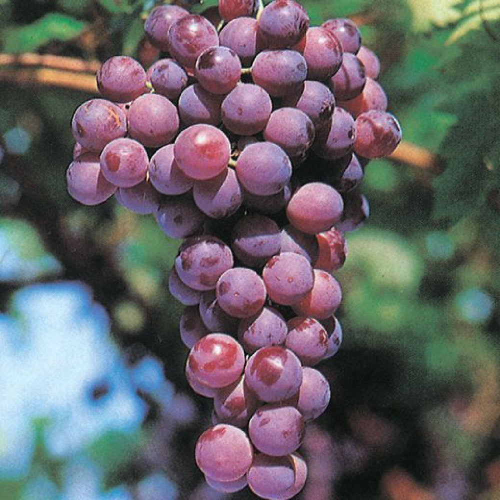 PIANTA DA FRUTTO UVA CARDINALE in vaso età 2/3 anni (foto reali)