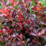 Carica immagine nel visualizzatore Galleria, PIANTA DI BERBERIS THUNBERGII ATROPURPUREA NANA VASO 18 CM