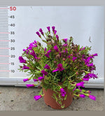 Carica immagine nel visualizzatore Galleria, PIANTA DI LAMPRANTHUS  VASO 22 CM (foto reale) COLORI MIX
