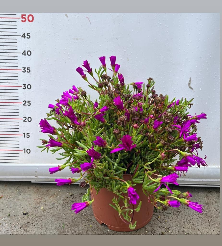 PIANTA DI LAMPRANTHUS  VASO 22 CM (foto reale) COLORI MIX