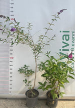 Carica immagine nel visualizzatore Galleria, PIANTA DI BUDDLEJA IN VASO 18 CM ALBERO DELLA FARFALLA colori mix