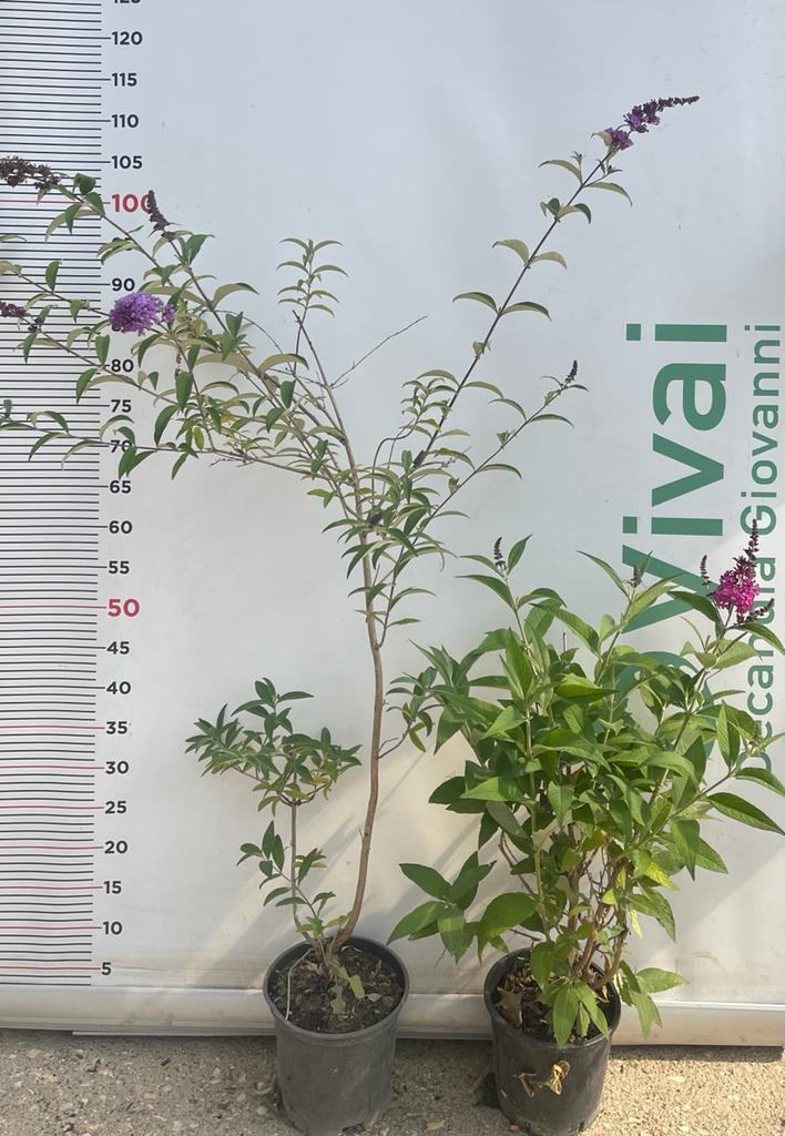 PIANTA DI BUDDLEJA IN VASO 18 CM ALBERO DELLA FARFALLA colori mix