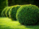 Carica immagine nel visualizzatore Galleria, PIANTA DI BUXUS FAULKNER IN VASO CIRC. SFERA 50-60 CM (foto reali) BOSSO A PALLA