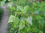 Carica immagine nel visualizzatore Galleria, PIANTA DI POPULUS NIGRA IN VASO 18 CM (foto reale) PIOPPO NERO