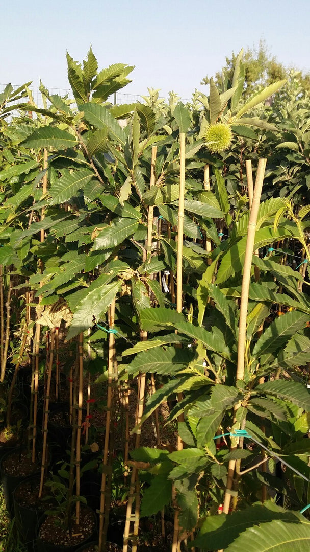 PIANTA DA FRUTTO CASTAGNO COMUNE in vaso 24 - età 3/4 anni (foto reali)