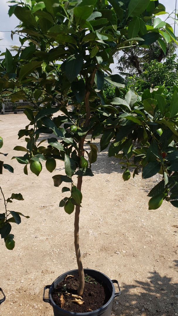 PIANTA DI POMELO in mastello 35 età 5/6 anni (foto reali)