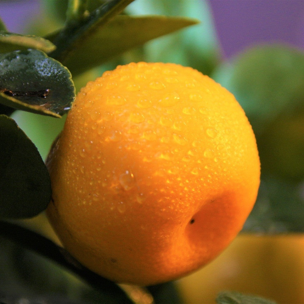 PIANTA DI CALAMONDINO innesto basso in vaso 20 (foto reali)