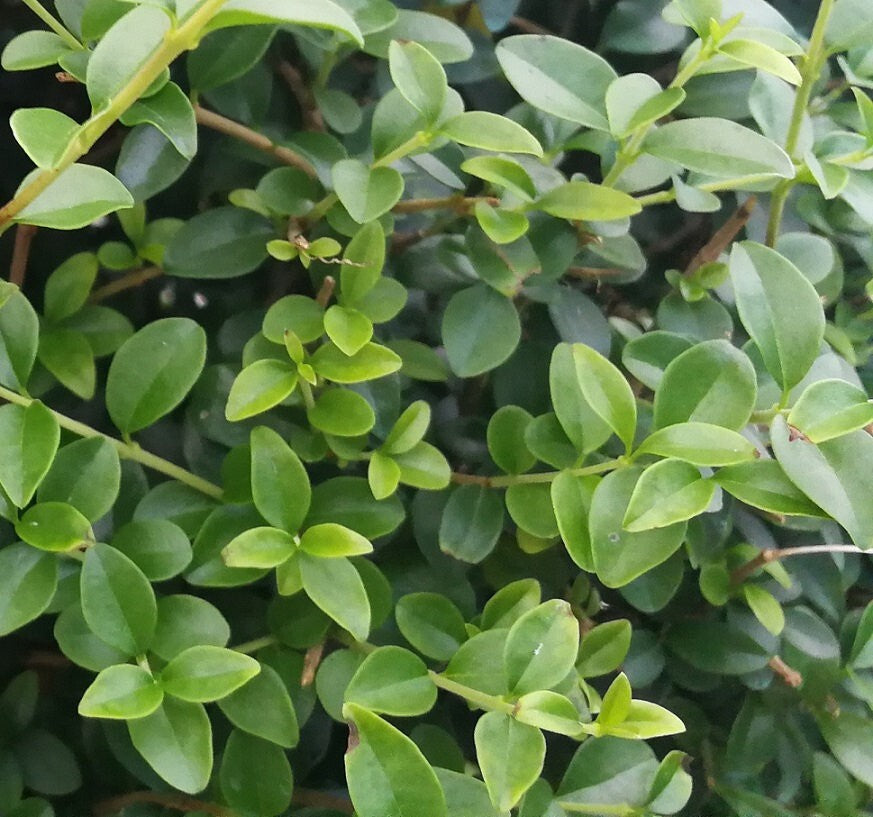 PIANTA DI LIGUSTRUM JONANDDRUM IN VASO ALBERELLO 1/4 FUSTO (foto reali) LIGUSTRO