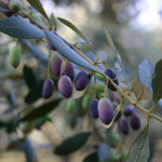 Carica immagine nel visualizzatore Galleria, PIANTA DI ULIVO OTTOBRATICA in vaso 20/fitocella - età 2/3 anni (foto reali)