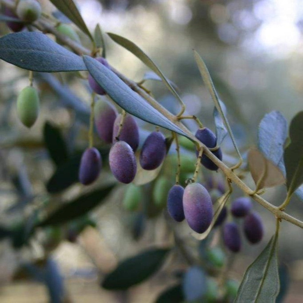 PIANTA DI ULIVO OTTOBRATICA in vaso 20/fitocella - età 2/3 anni (foto reali)