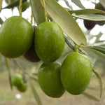 Carica immagine nel visualizzatore Galleria, PIANTA DI ULIVO SANT’AGOSTINO in vaso 20/fitocella - età 2/3 anni (foto reali)