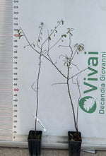 Carica immagine nel visualizzatore Galleria, PIANTA DI PRUNUS SPINOSA o PRUGNOLO SELVATICO ( foto reale)