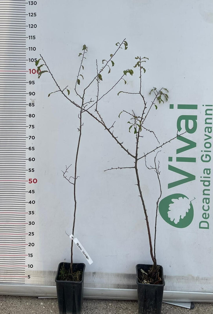 PIANTA DI PRUNUS SPINOSA o PRUGNOLO SELVATICO ( foto reale)