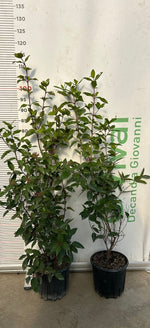 Carica immagine nel visualizzatore Galleria, 50 Piante di Viburno Tinus V18 H 50/60 cm – Siepe Sempreverde – Viburnum tinus