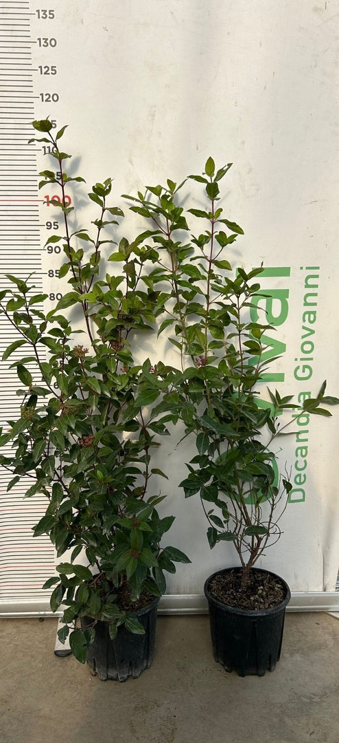 50 Piante di Viburno Tinus V18 H 50/60 cm – Siepe Sempreverde – Viburnum tinus