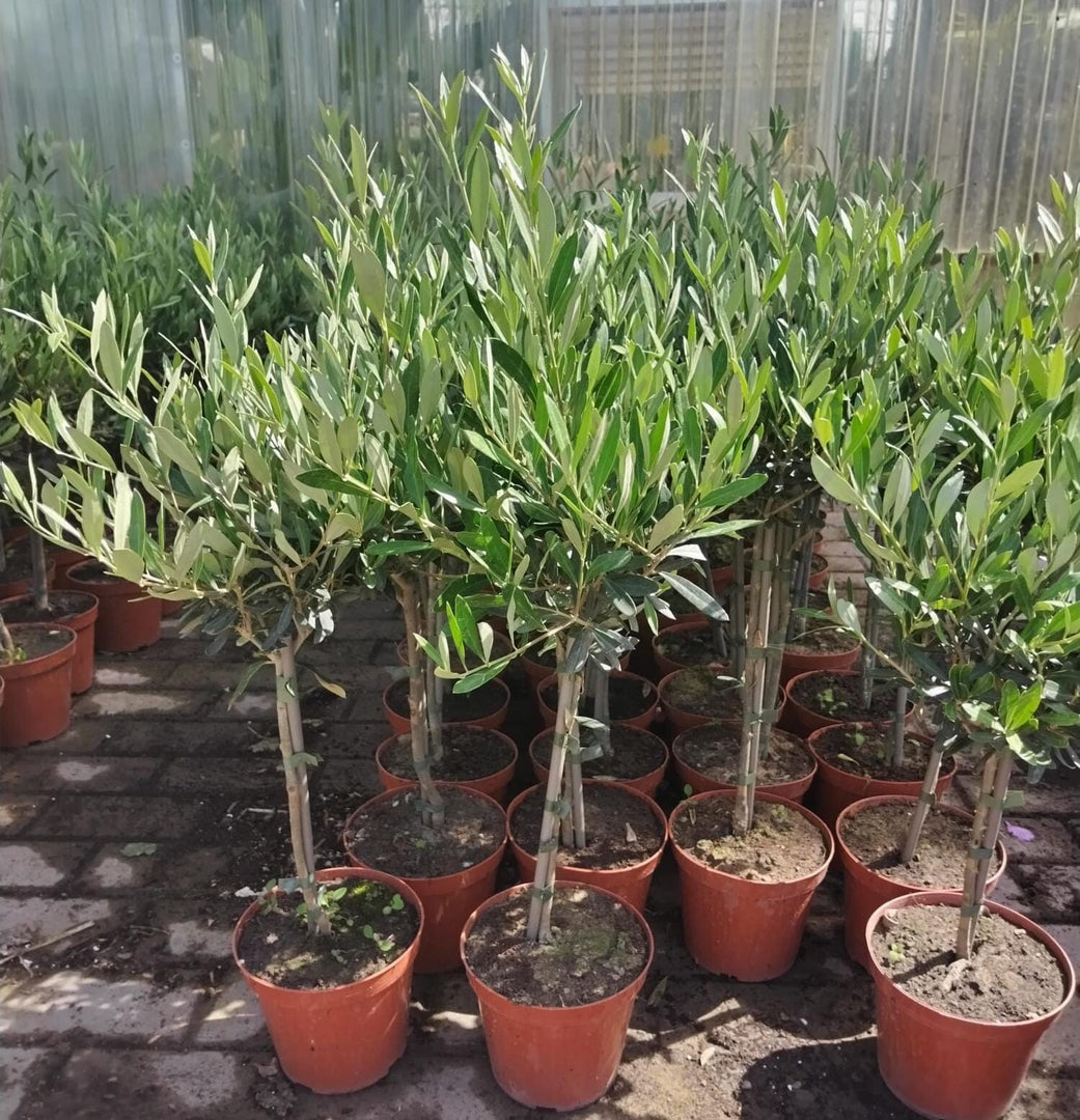 PIANTA DI ULIVO BONSAI VASO 15 CM ALTEZZA 40/45 CM MINI ALBERELLO ( foto reali)