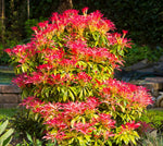Carica immagine nel visualizzatore Galleria, PIANTA DI PIERIS FOREST FLAME VASO CLT 3 ALTEZZA 30/40 CM   (foto reale)