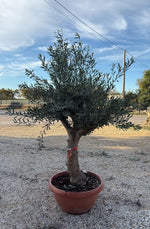 Carica immagine nel visualizzatore Galleria, PIANTA DI ULIVO bonsai in ciotola 90 lts altezza 170 CM  (foto reali)