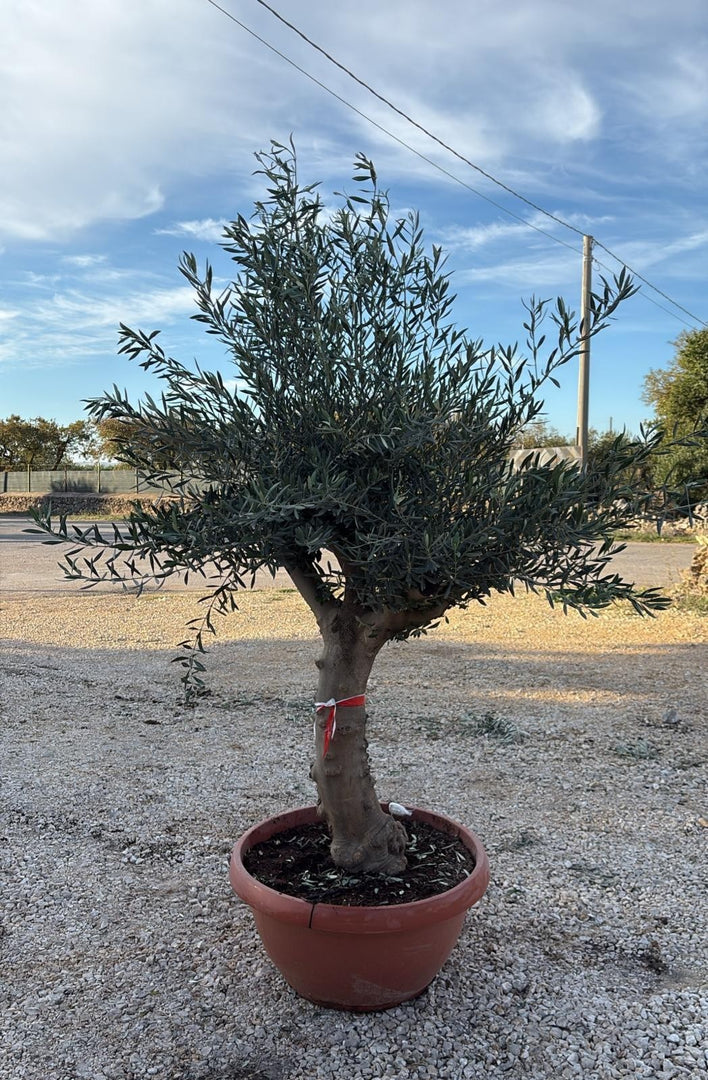 PIANTA DI ULIVO bonsai in ciotola 90 lts altezza 170 CM  (foto reali)