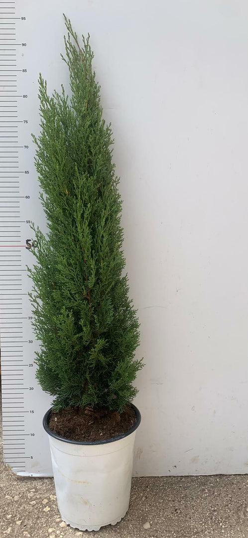 PIANTA DI CUPRESSUS SEMPERVIRENS " TOTEM" VASO 19 CM H 75/80 CM ( FOTO REALI)