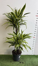Carica immagine nel visualizzatore Galleria, PIANTE DI DRACAENA in vaso 20 (foto reali)