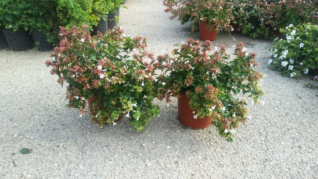 PIANTA DI ABELIA GRANDIFLORA VASO CM 16  (foto reale)