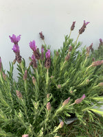 Carica immagine nel visualizzatore Galleria, PIANTA DI LAVANDA ANGUSTIFOGLIA IN VASO 14 CM   profumatissima