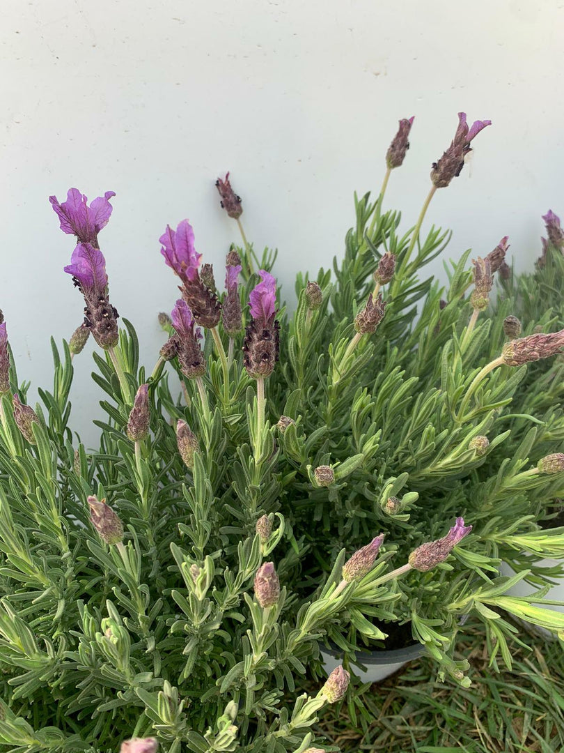 PIANTA DI LAVANDA ANGUSTIFOGLIA IN VASO 14 CM   profumatissima