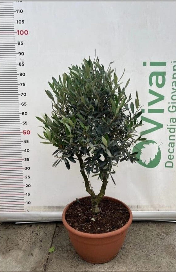 ALBERO DI ULIVO CIPRESSINO  'OLEA EUROPAEA ORNAMENTALE' CIOTOLA 30 (foto reale)