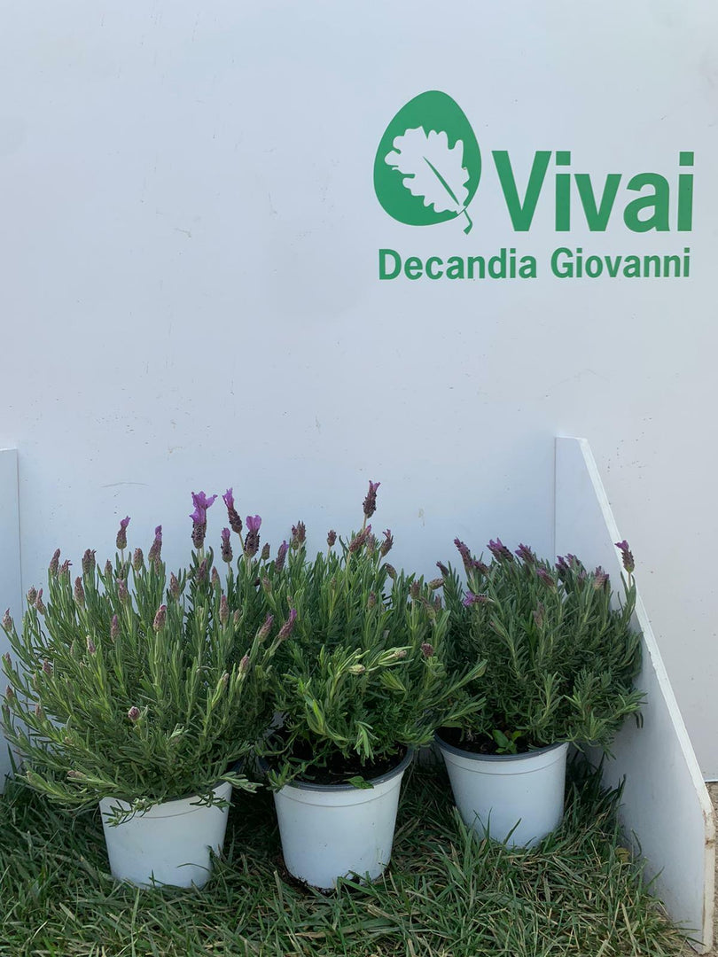 PIANTA DI LAVANDA ANGUSTIFOGLIA IN VASO 14 CM   profumatissima