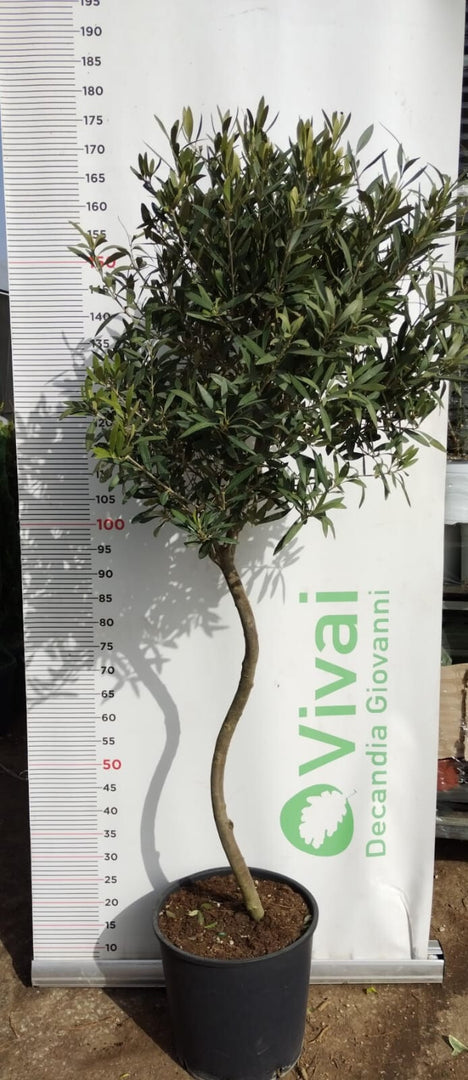 PIANTA DI ULIVO AD ALBERELLO SPIRALE  IN VASO 23 1/2 FUSTO  (foto reale)