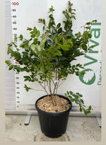 Carica immagine nel visualizzatore Galleria, PIANTA DI LAGERSTROEMIA INDICA ACOMA  V.30 cespuglio da siepe