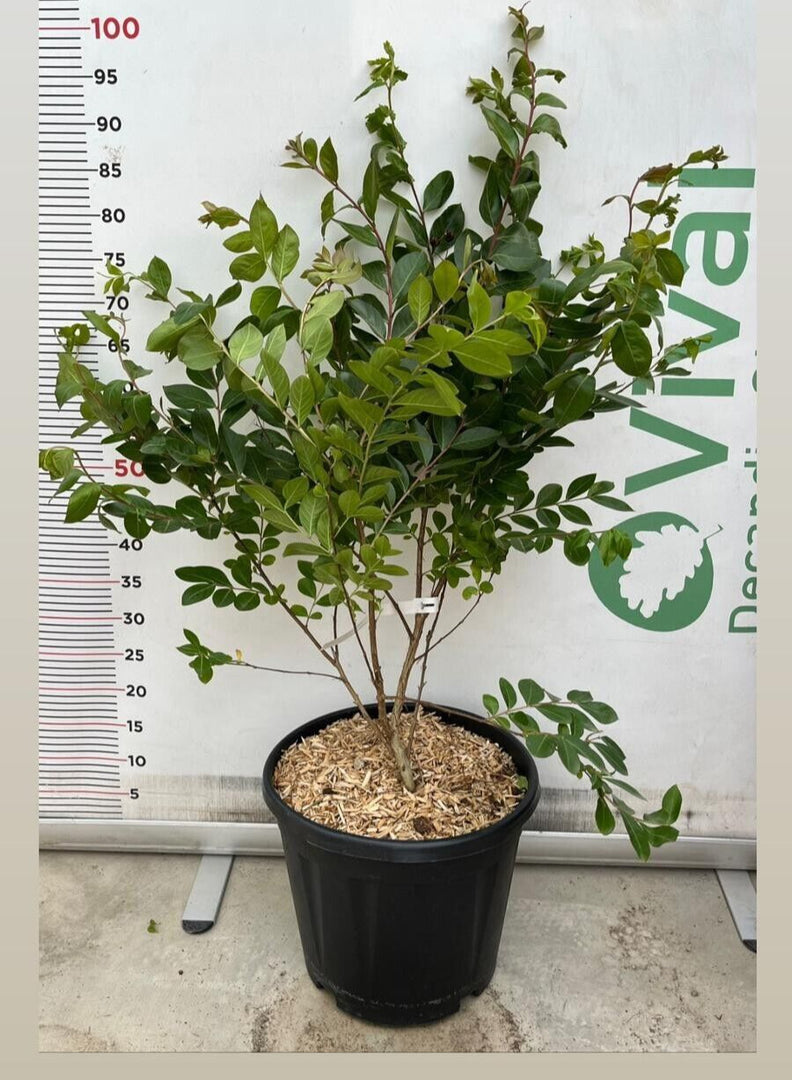 PIANTA DI LAGERSTROEMIA INDICA ACOMA  V.30 cespuglio da siepe