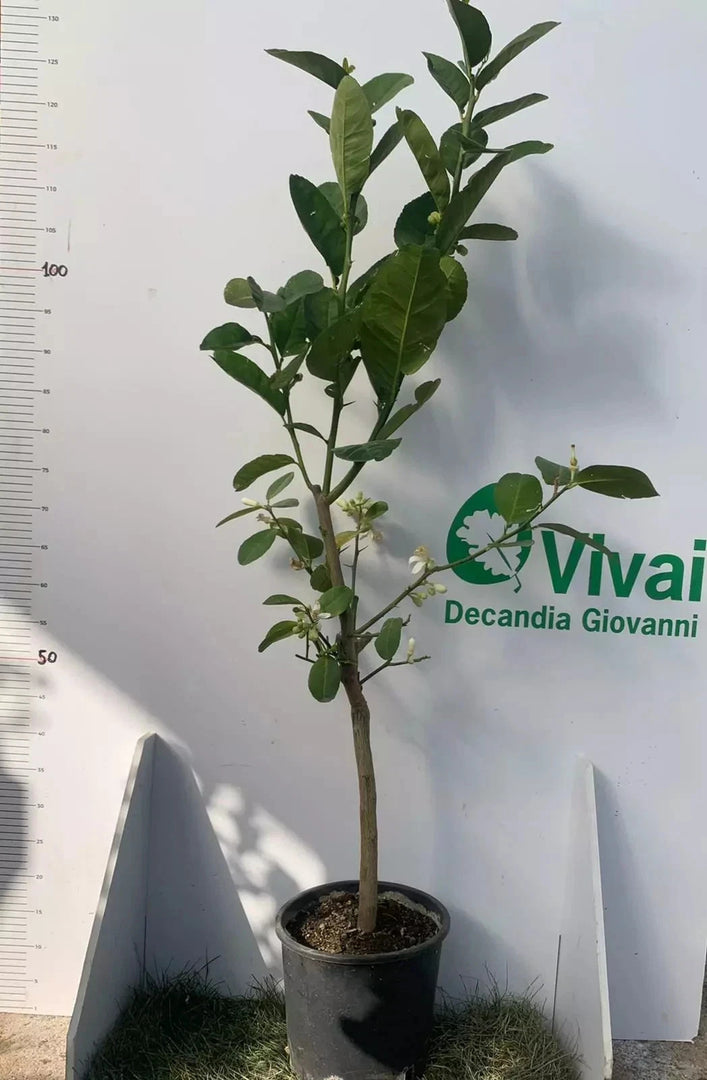 PIANTA DI POMELO O SHADDOCK innesto basso in vaso 20 (foto reali)