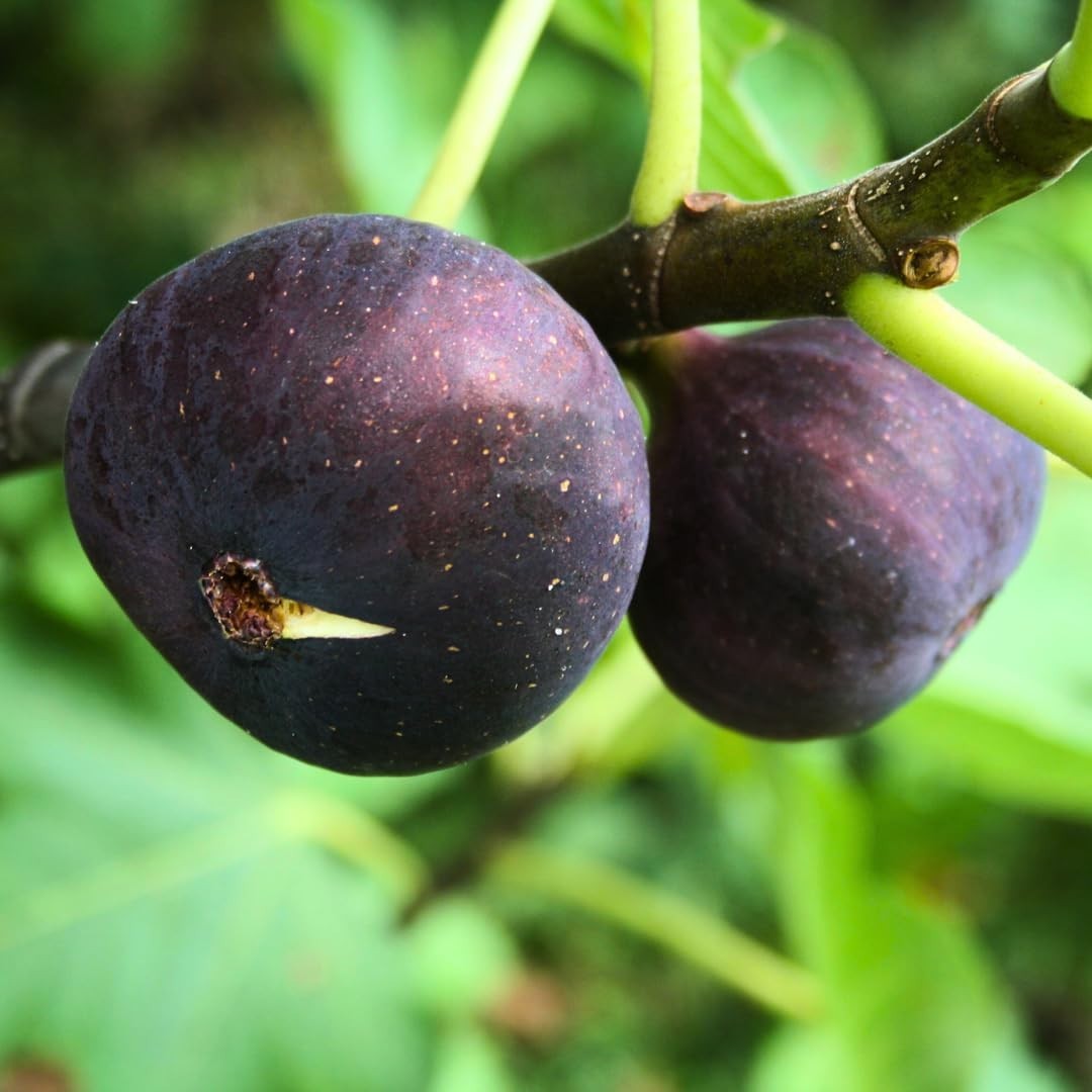 PIANTA DA FRUTTO FICO COLUMARRO NERO in vaso 20 età 2/3 anni