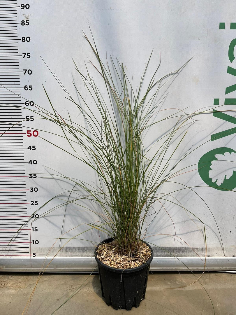 Pianta di Muhlembergia Capillaris Vaso 18