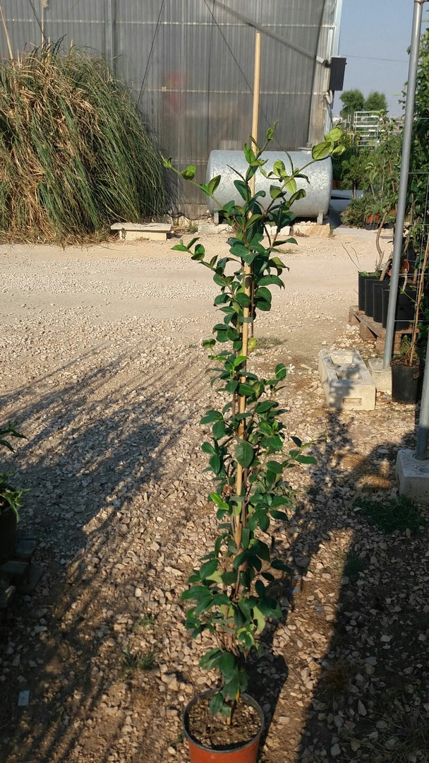 N.20 PIANTE RINCOSPERMUM JASMINOIDES GELSOMINO H 110/130cm (foto reali) PROFUMAT