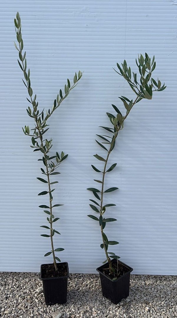 N.2 PIANTA DI ULIVO PICUAL ALTEZZA 60/80 CM vaso 10 cm (foto reali) ANNI 1