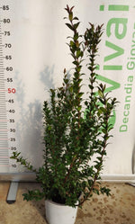 Carica immagine nel visualizzatore Galleria, 50 Piante di Mirto V18 H 40/50 cm – Myrtus Communis – Siepe Aromatica Sempreverd